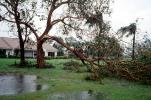 Fallen Branches, Tree, lawn, Hurricane Francis, 2004, DASV06P05_03