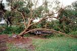 downed tree, felled, Hurricane Francis, 2004, DASV06P10_14