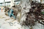 downed tree, felled, roots, Hurricane Francis, 2004