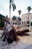 downed tree, felled, roots, buildings, Hurricane Francis, 2004, DASV06P11_07