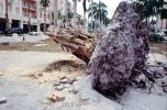 downed tree, felled, roots, buildings, Hurricane Francis, 2004