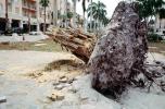 downed tree, felled, roots, buildings, Hurricane Francis, 2004, DASV06P11_09