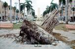 downed tree, felled, roots, buildings, Hurricane Francis, 2004, DASV06P11_11