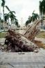 downed tree, felled, roots, buildings, Hurricane Francis, 2004, DASV06P11_12