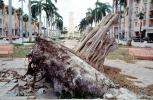 downed tree, felled, roots, buildings, Hurricane Francis, 2004, DASV06P11_13