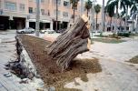 downed tree, felled, buildings, Hurricane Francis, 2004, DASV06P11_14