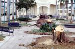 downed trees, felled, buildings, benches, park, Hurricane Francis, 2004, DASV06P11_16