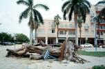 downed trees, felled, buildings, roots, Mizner park, Hurricane Francis, 2004, DASV06P12_02
