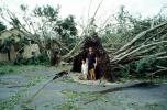 downed trees, felled, buildings, roots, home, house, people, Hurricane Francis, 2004, DASV06P12_04