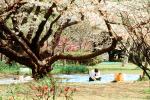 Man, Park, alone, Man reading in a park, Tokyo, Japan, Cherry Blossom Tree, EBCV01P03_07