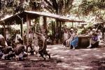 Tambia Village, Guadalcanal, Solomon Islands, March 1988, 1980s, EDAV03P12_08