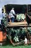 Harvesting Tobacco Leaves, harvester, machine, heavy equipment, FATV01P01_15B