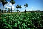 Tobacco Farm, Cuba, FATV01P02_04