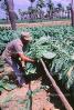 Tobacco Farm, Cuba, FATV01P02_06B