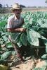 Tobacco Farm, Cuba, FATV01P02_07B
