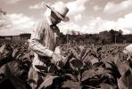 Tobacco Farm, Cuba, FATV01P02_09B