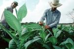 Tobacco Farm, Cuba, FATV01P02_10