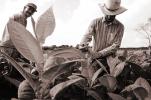 Tobacco Farm, Cuba, FATV01P02_10B