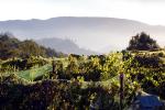 Hearthstone Vineyards, Adelaida, San Luis Obispo County, California, FAVD01_099
