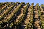 Hearthstone Vineyards, Adelaida, San Luis Obispo County, FAVD01_100