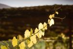 Vine Leaves, Vineyards, Adelaida, Paso Robles, California