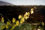 Hearthstone Vineyards, Adelaida, San Luis Obispo County, California, FAVD01_105