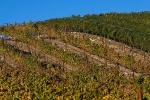 Hearthstone Vineyards, Adelaida, San Luis Obispo County, California