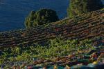 Hearthstone Vineyards, Adelaida, San Luis Obispo County, California, FAVD01_107