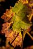 Hearthstone Vineyards, Adelaida, San Luis Obispo County, California, FAVD01_108