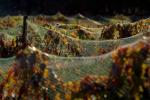 Hearthstone Vineyards, Adelaida, San Luis Obispo County, California, FAVD01_109