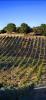 Hearthstone Vineyards, Adelaida, San Luis Obispo County, California, Panorama