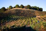 Hearthstone Vineyards, Adelaida, San Luis Obispo County, California, FAVD01_112