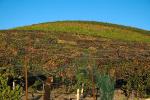 Hearthstone Vineyards, Adelaida, San Luis Obispo County, California, FAVD01_113