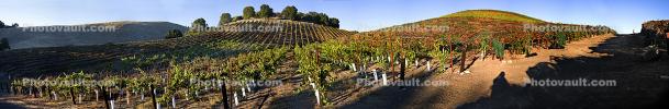 Vineyard in Adelaida, San Luis Obispo County, California, Panorama