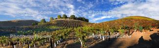 Hearthstone Vineyards