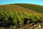 Vineyards, Adelaida, San Luis Obispo County, California