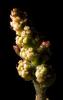 springtime, new grape buds, FAVD01_125