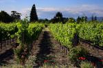 Springtime in Napa Valley, Vineyard Rows, Peju Winery, Rutherford, FAVD01_133
