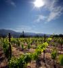 Springtime in Napa Valley, Vineyard Rows, Sun, Peju Winery, Rutherford, FAVD01_142