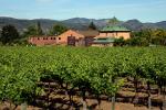 Springtime in Napa Valley, Vineyard Rows, Peju Winery, Rutherford, FAVD01_147