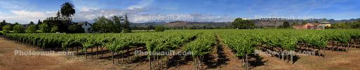 Springtime in Napa Valley, Vineyard Rows, Peju Winery, Panorama, Rutherford, FAVD01_148