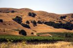 Sonoma County, hills, summertime, Vineyard, FAVD01_159