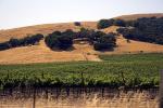 Vineyard, hills, Oak Trees, Sonoma County, FAVD01_160