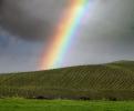 Vineyard in Petaluma Gap, Rainbow, Sonoma County, Panorama, FAVD01_168