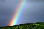 Vineyard in Petaluma Gap, Rainbow, Sonoma County, Panorama, FAVD01_169