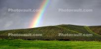 Vineyard in Petaluma Gap, Rainbow, Sonoma County, Panorama, FAVD01_170