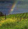 Mustard Flowers, Vineyard in Petaluma Gap, Rainbow, Sonoma County