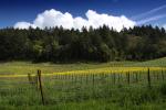 House, Winery, building, rainbow, Vineyard in Petaluma Gap, Rainbow, Sonoma County, FAVD01_172
