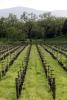 rows, vines, springtime, trees, FAVD01_185