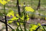 springtime, plant, vine, leaves, Bennett Valley, Sonoma County, California, FAVD01_203